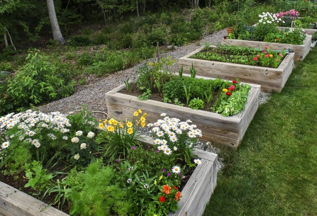 Raised beds for accessible gardening at RiverWoods Exeter in Exeter, New Hampshire.